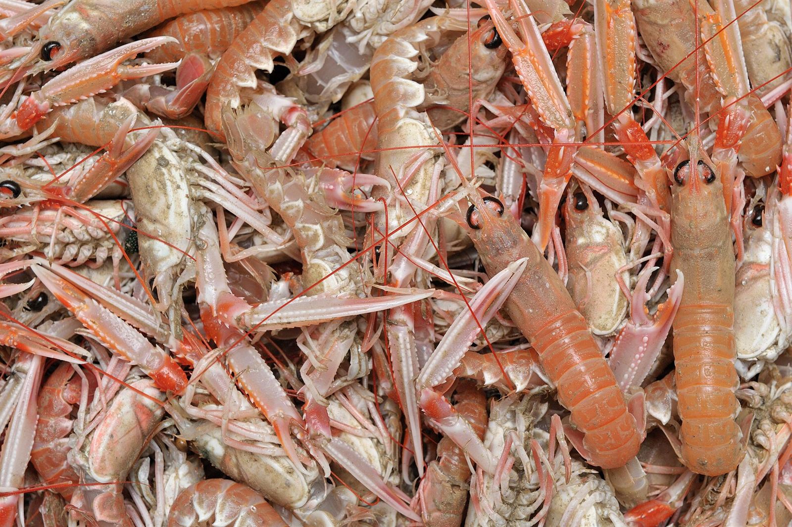 The fish market