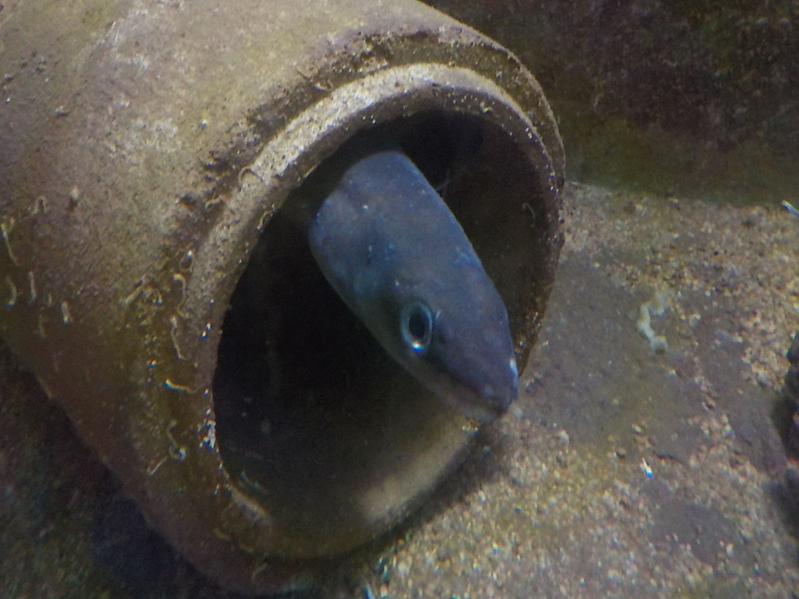 Byakvariet